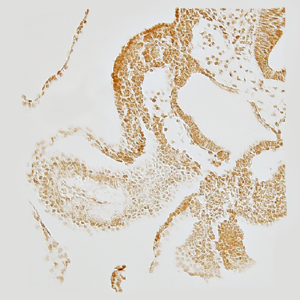 Immunohistochemistry of an E9.5 mouse embryo section labeled with DSHB antibody SUMO-1 21C7 against SUMO1. Image Credit: Richard P. Harvey, PMID: 21931855, Fig. 5E.